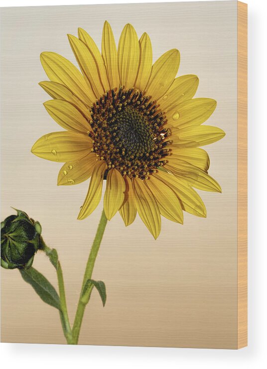 Kansas Wood Print featuring the photograph Sunset Sunflower by Rob Graham