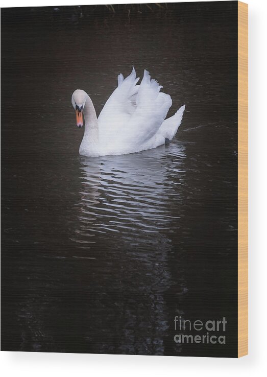 D90 Wood Print featuring the photograph Swan by Mariusz Talarek