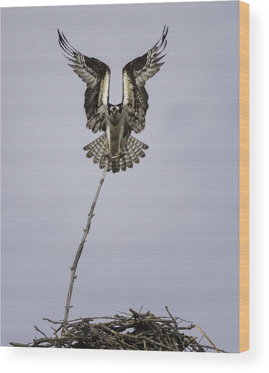 Osprey Wood Print featuring the photograph Symmetry by Everet Regal