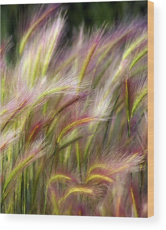 Plants Wood Print featuring the photograph Tall Grass by Marty Koch