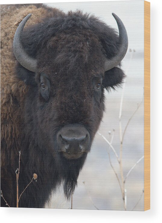 Outdoors Wildlife Nature Animal American Bison Buffalo Bull Wild Wood Print featuring the photograph Tatanka by Dirk Johnson