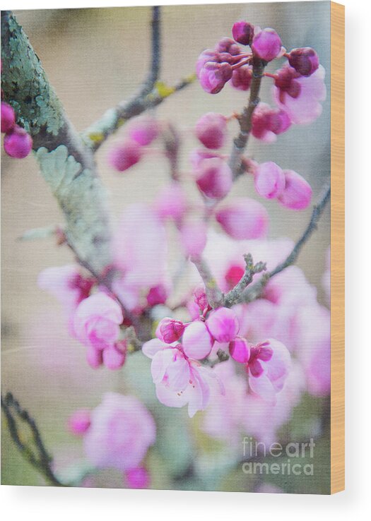 Australia Photography Wood Print featuring the photograph Temptation of Pink by Ivy Ho