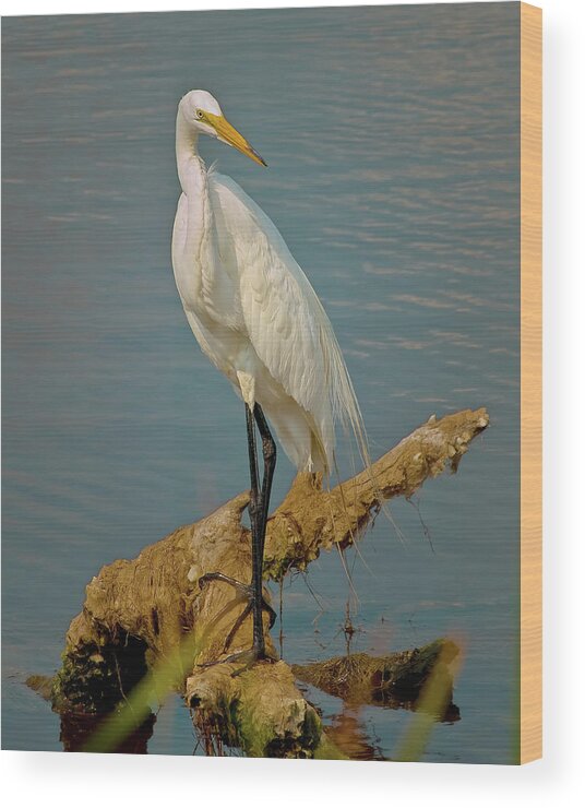 Egret Wood Print featuring the photograph The Elegant Egret by Mike Covington