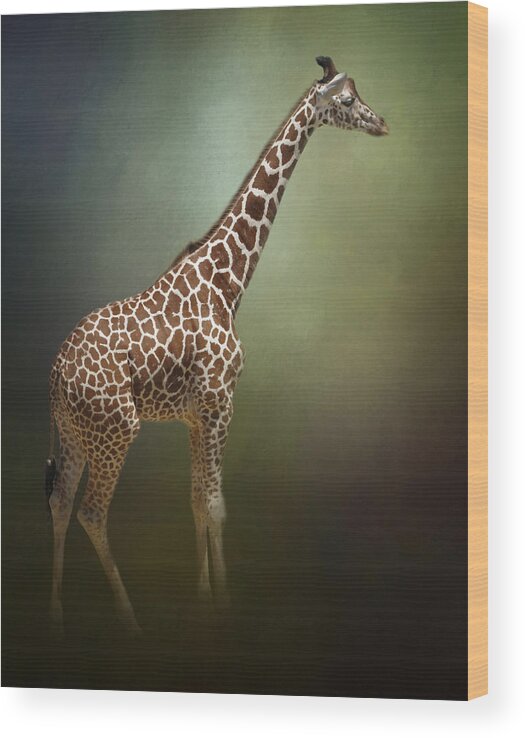 Africa Wood Print featuring the photograph The Giraffe by David and Carol Kelly