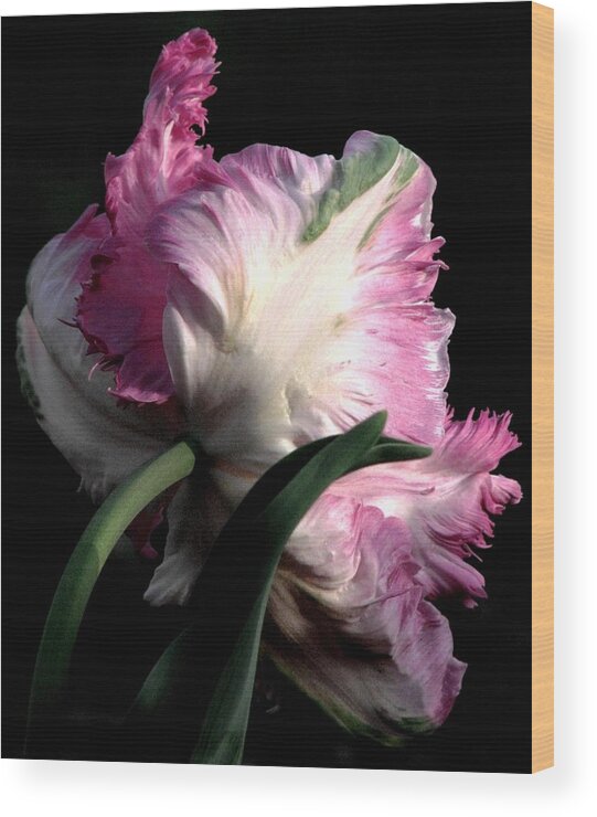 Pink Parrot Tulips Wood Print featuring the photograph The Parrot Tulip Queen Of Spring by Angela Davies