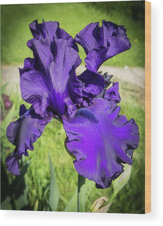 2017 Wood Print featuring the photograph The Purple Iris by Mark Salamon