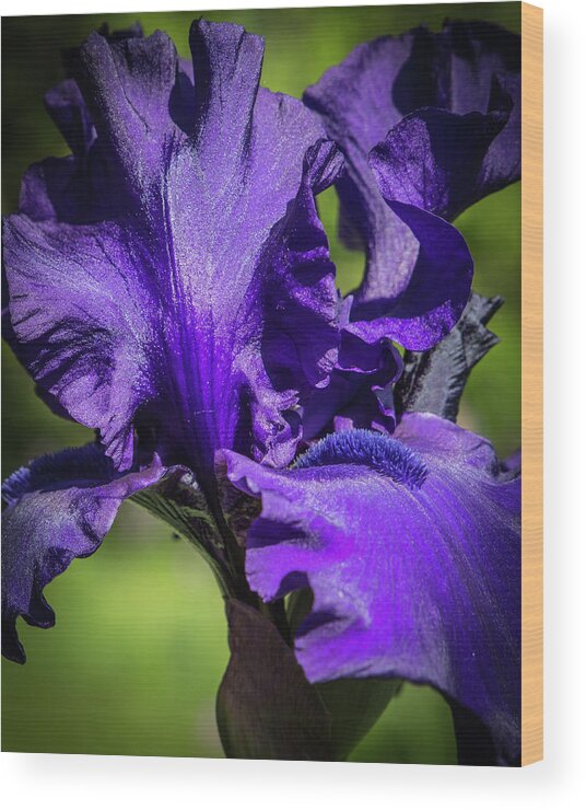 2017 Wood Print featuring the photograph The Purple Show by Mark Salamon