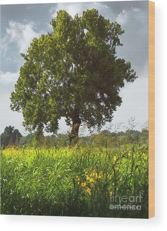 Landscape Wood Print featuring the photograph The Shade Tree by Lena Wilhite