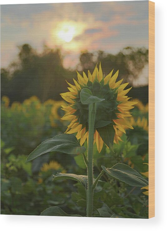 Sunflower Wood Print featuring the photograph The Sun Worshiper by Kevin Anderson