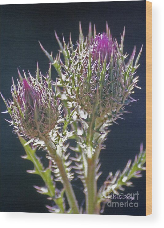 Wildflower Wood Print featuring the photograph Thistle by Dodie Ulery