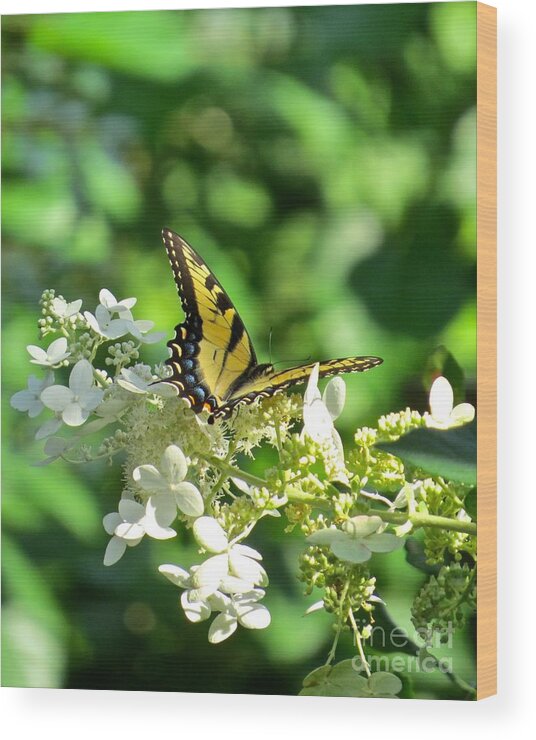 Butterfly Wood Print featuring the photograph Tiger Swallowtail by Nancy Patterson