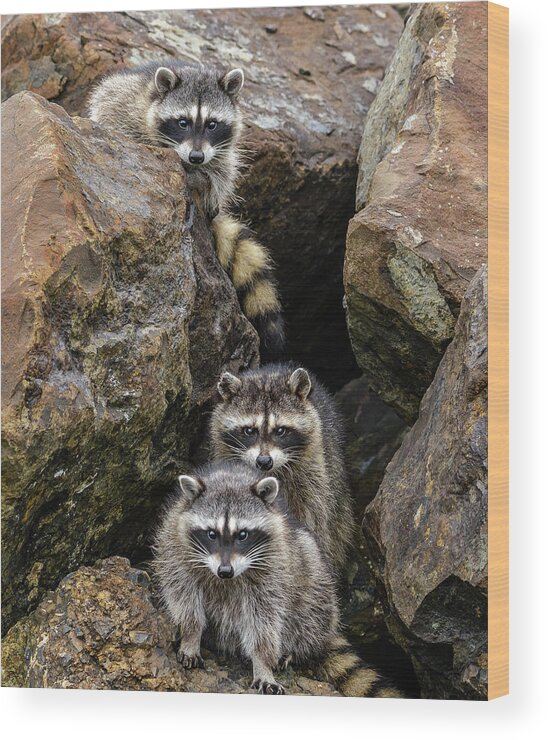 Raccoon Wood Print featuring the photograph Tne Raccons by Jerry Cahill