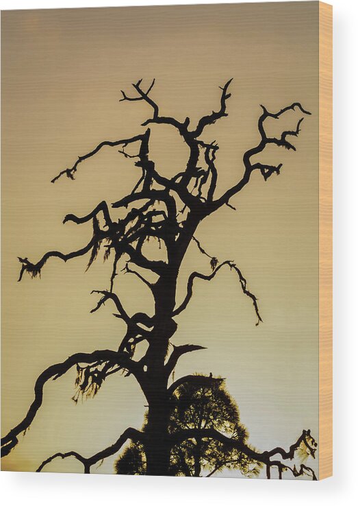 Silhouette Wood Print featuring the photograph Tree Silhouette by Robert Mitchell