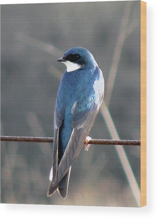 Bird Wood Print featuring the photograph Tree Swallow by Donna Brown