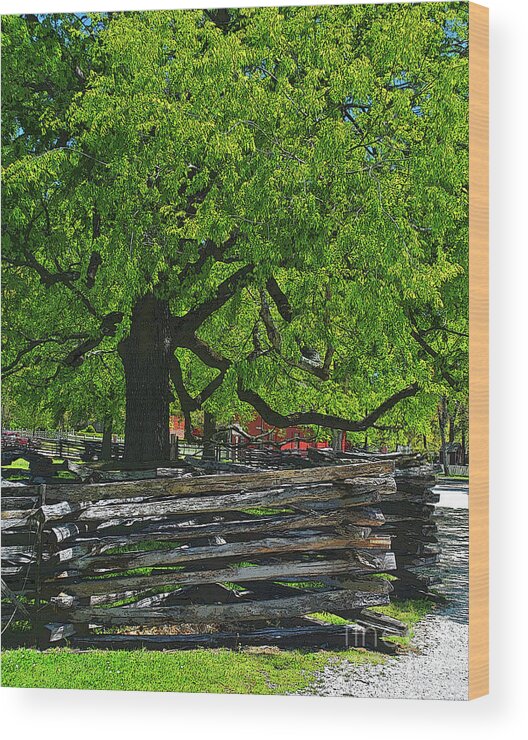 Colonial Wood Print featuring the photograph Tree with Colonial Fence by George D Gordon III