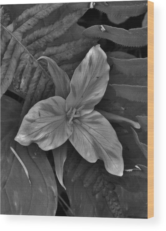 Flower Wood Print featuring the photograph Trillium in Forest Park by Charles Lucas