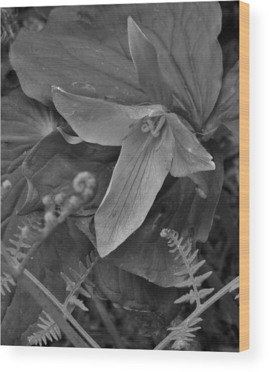 Flower Wood Print featuring the photograph Trillium with Friends by Charles Lucas