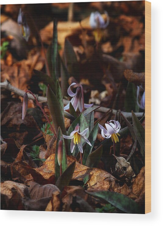Trout Lillie Wood Print featuring the photograph Trout Lillie in Lost Valley by Michael Dougherty
