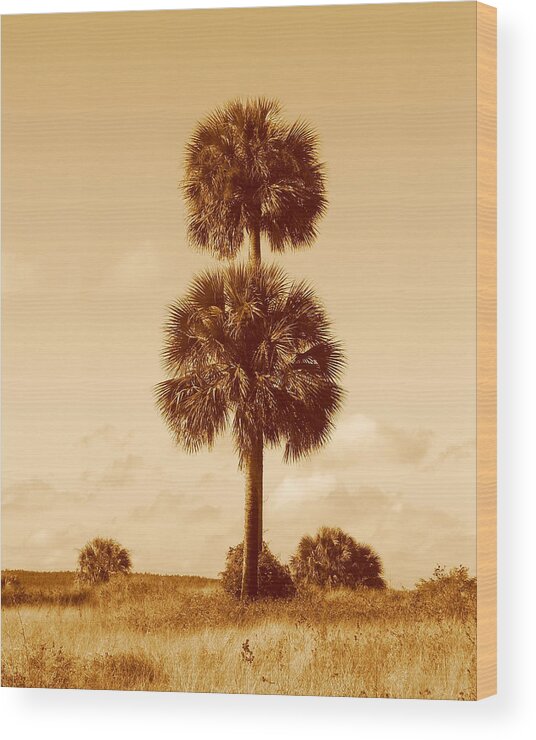 Nature Wood Print featuring the photograph Twin Palms by Peggy Urban