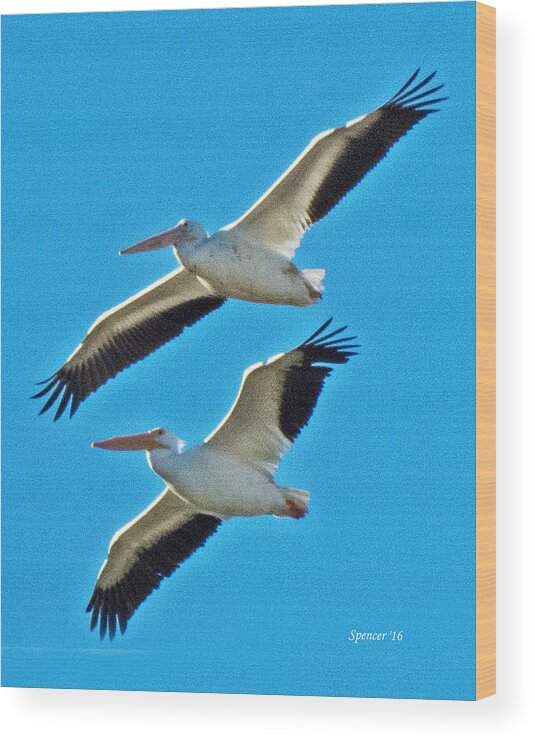 Wildlife Wood Print featuring the photograph Two White Pelicans by T Guy Spencer