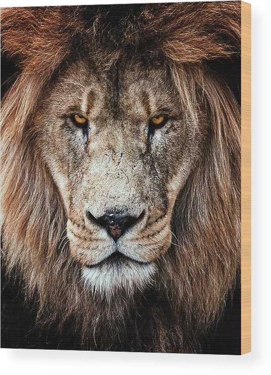 Lion Wood Print featuring the photograph Veteran by David Soldano