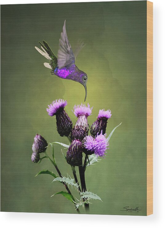 Bird Wood Print featuring the digital art Violet Sabrewing Hummingbird and Thistle by M Spadecaller