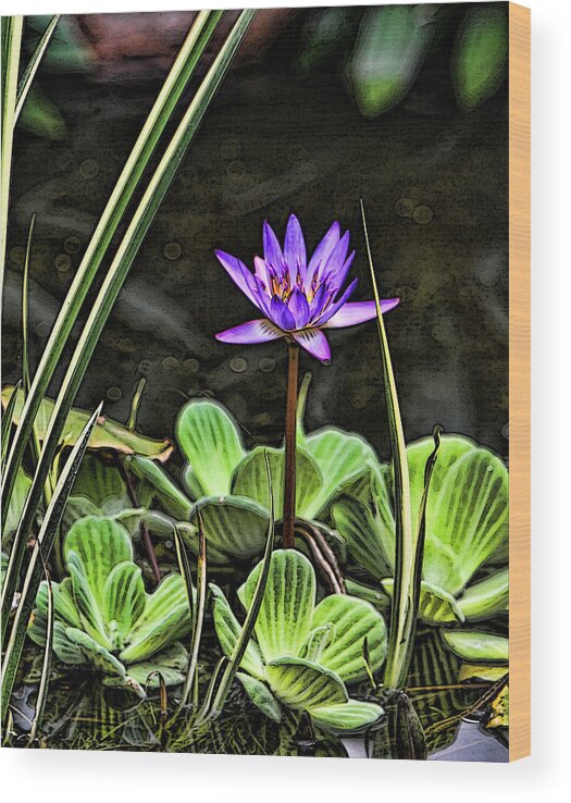 Lily Pond Water Purple Green Garden Wood Print featuring the photograph Watercolor Lily by Shari Jardina