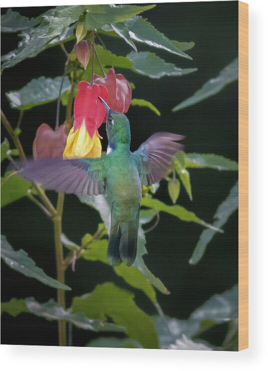 Bird Wood Print featuring the photograph Wedge Billed Hummingbird Otun Quimbaya Pereira Colombia by Adam Rainoff
