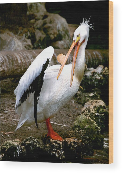 Pelican Wood Print featuring the photograph White Pelican by Donna Proctor