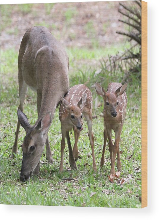 White Tail Deer Wood Print featuring the photograph White Tail Family Portrait Ormond Beach, Fl. by Dodie Ulery