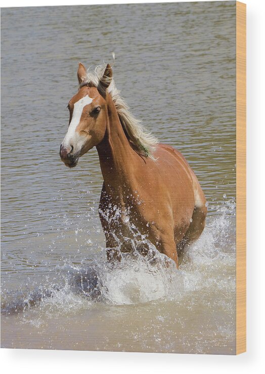 Wild Horse Wood Print featuring the photograph Wild Horse Splashing at the Water Hole by Mark Miller