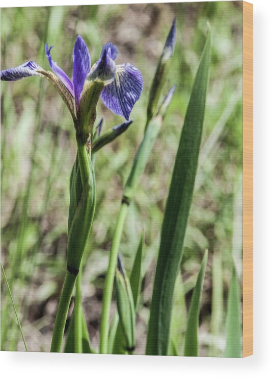 Iris Flower Wood Print featuring the photograph WIld Maine Iris by Daniel Hebard