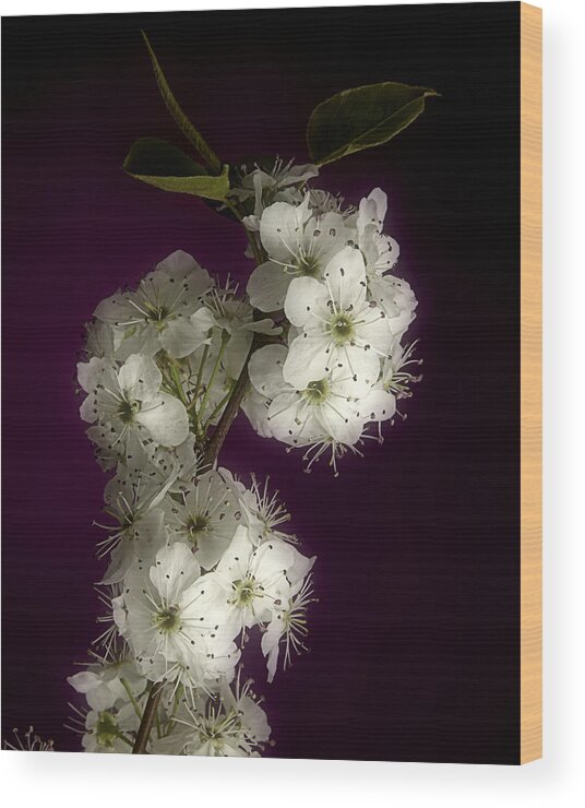 Fine Art Wood Print featuring the photograph Wild Plum Blooms by M K Miller