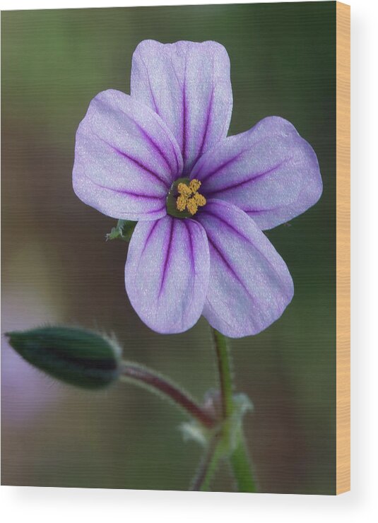 Wildflower Wood Print featuring the photograph Wilderness Flower 3 by Paul Johnson