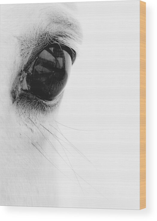 Animal Wood Print featuring the photograph Window to the Soul by Ron McGinnis