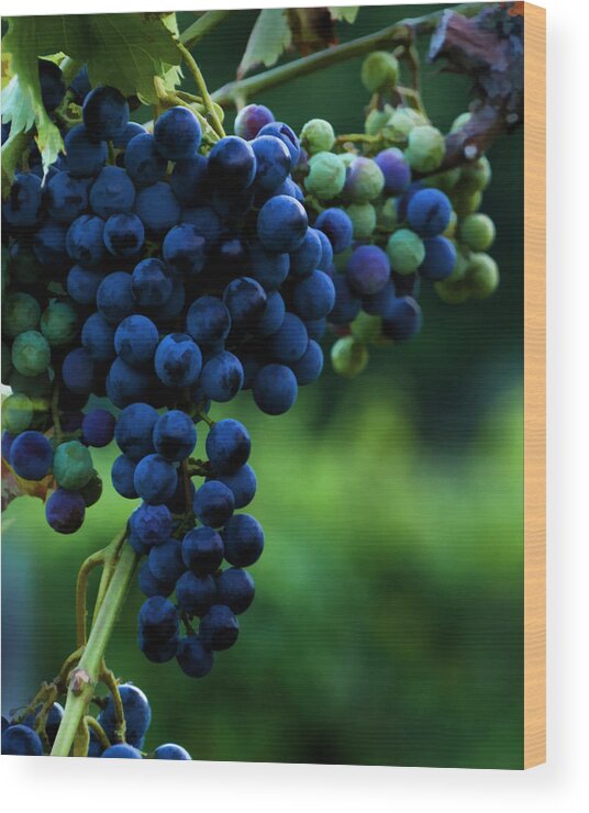  Grapes Wood Print featuring the photograph Wine On A Vine by Ann Bridges