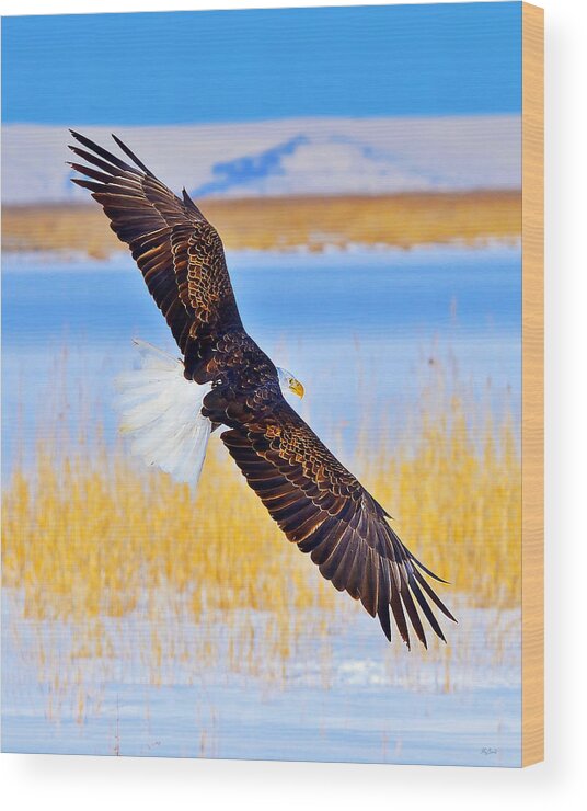 Bald Eagle Wood Print featuring the photograph Wingspan by Greg Norrell