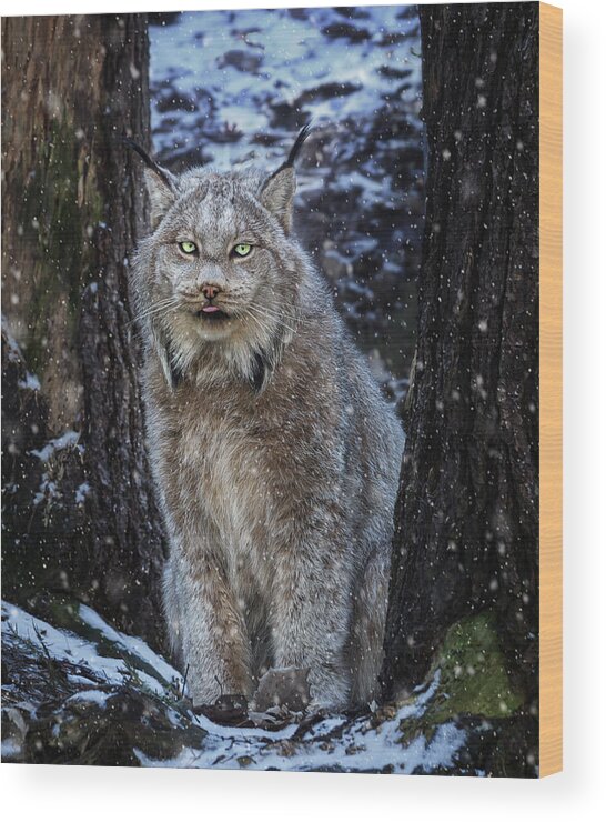 Canada Wood Print featuring the photograph Winter Lynx by Tracy Munson
