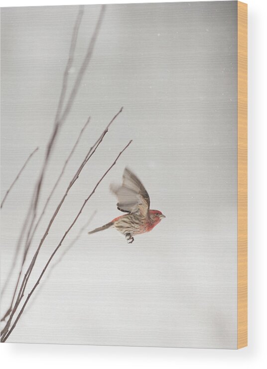 Bird Wood Print featuring the photograph Winter Wind Surfing 1 by Jill Love