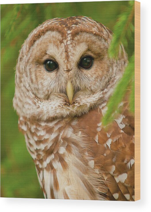 Owl Wood Print featuring the photograph Wise One by Ron McGinnis