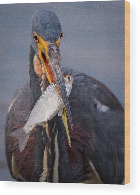 Tri Colored Heron Wood Print featuring the photograph Tri Color Heron Finds Dinner by Joe Granita