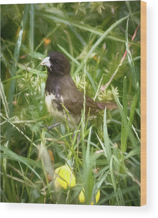 Bird Wood Print featuring the photograph Yellow Bellied Seedeater Quimbaya Colombia by Adam Rainoff