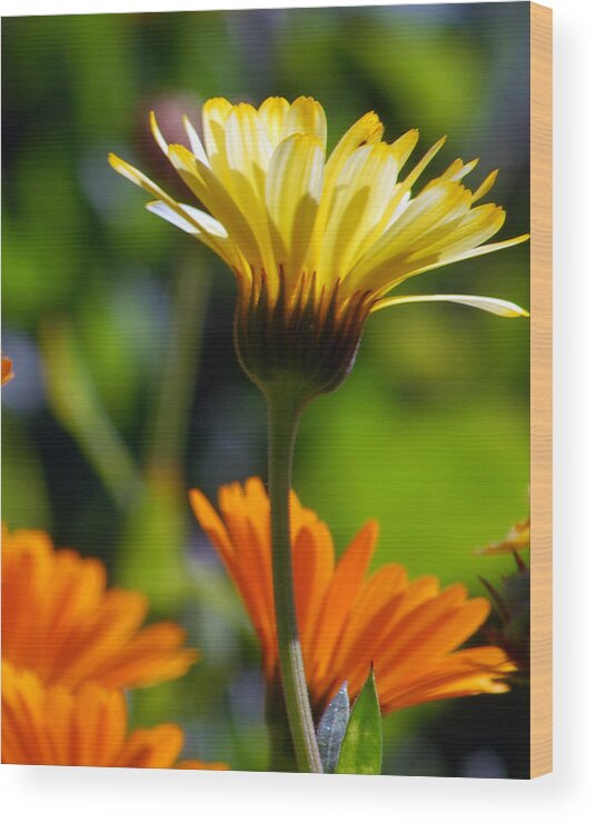 Daisy Wood Print featuring the photograph Yellow Daisy by Amy Fose