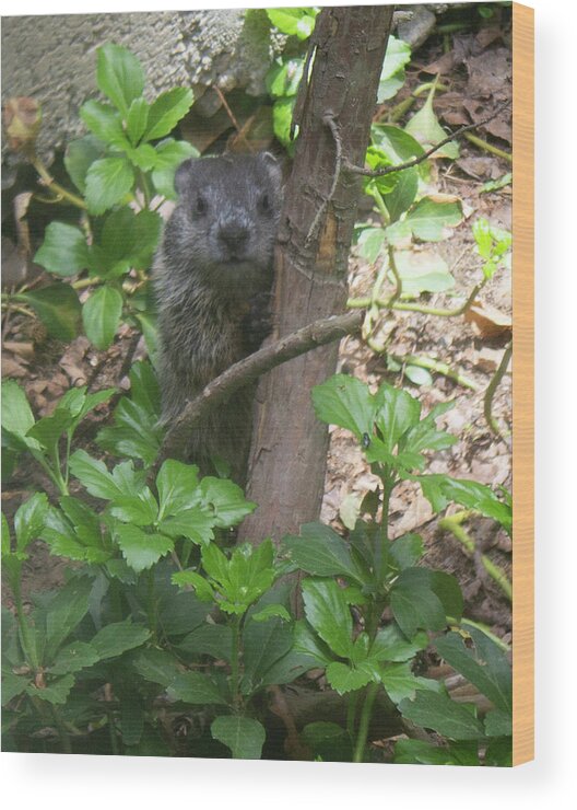 Woodchuck Wood Print featuring the photograph You Talkin' to Me? by Geoff Jewett