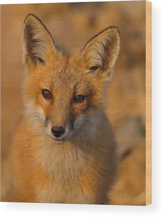 Fox Wood Print featuring the photograph Young Fox by William Jobes