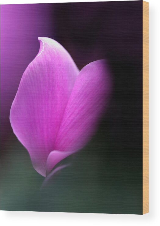 Flower Wood Print featuring the photograph zen by Katherine Morgan