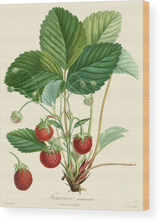 Kitchen Wood Print featuring the painting Bessa Strawberries #1 by Pancrace Bessa