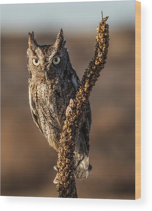 Eastern Screech Owl Wood Print featuring the photograph Eastern Screech Owl #2 by Dawn Key
