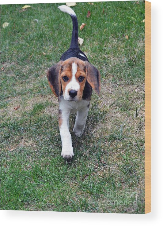 Beagle Puppy Wood Print featuring the photograph Hermine The Beagle by Thomas Schroeder