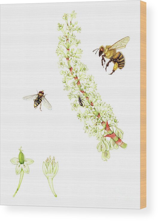 Animal Wood Print featuring the photograph Japanese Knotweed (fallopia Japonica) #1 by Lizzie Harper/science Photo Library